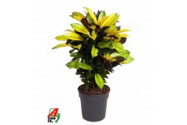 Codiaeum variegatum mrs iceton vertakt