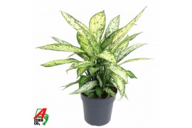 Dieffenbachia vesuvius