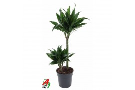 Dracaena fragr. compacta green jewel 45-15