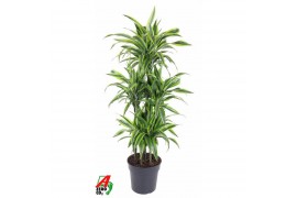 Dracaena fragr. der. lemon lime 90-carrousel