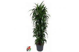 Dracaena fragr. janet craig vertakt