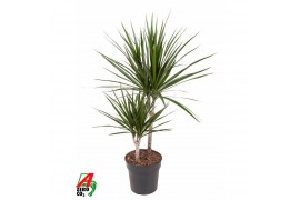 Dracaena marginata 45-carrousel