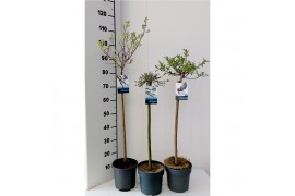 Salix mix 2 tot 6 soorten