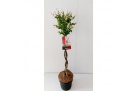 Salix integra flamingo gevlochten stam, exclusief