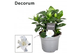 Gardenia jasminoides decorum