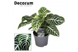 Aphelandra squarrosa botanica green decorum