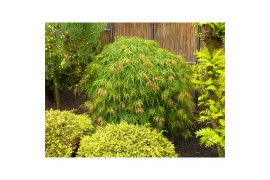 Acer palmatum dissectum