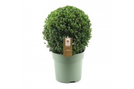 Buxus sempervirens bol 30cm