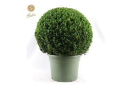 Buxus sempervirens bol 60cm