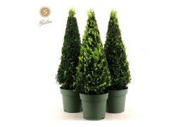 Buxus sempervirens pyramide