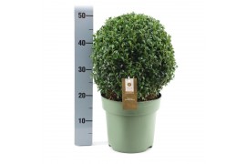 Buxus sempervirens bol 32cm