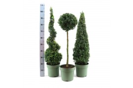 Buxus sempervirens mix