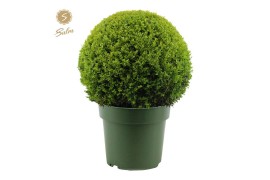 Buxus sempervirens bol 50cm