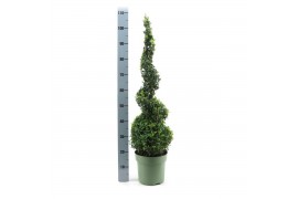 Buxus sempervirens spiraal