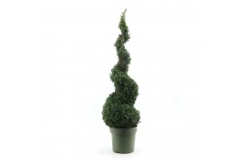 Buxus sempervirens spiraal