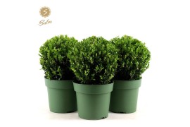 Buxus sempervirens bol 25cm