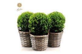 Buxus sempervirens bol 20cm in rieten mand