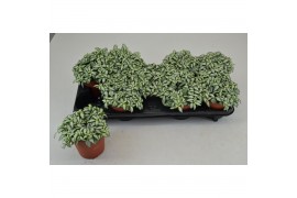 Fittonia mosaic white forest flame