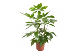 Schefflera actinophylla amate