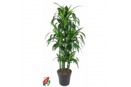 Dracaena fragr. hawaiian sunshine 90-carrousel