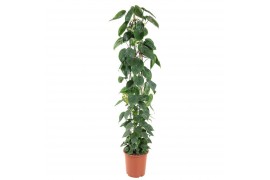 Philodendron scandens zuil