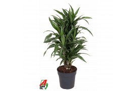 Dracaena fragr. der. ulises vertakt