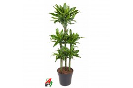 Dracaena fragr. golden coast 90-carrousel