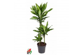 Dracaena fragr. cintho 60-30-15