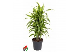 Dracaena fragr. der. lemon lime vertakt