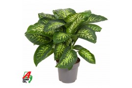 Dieffenbachia seguine reeva