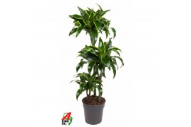 Dracaena fragr. compacta dorado 60-30-15