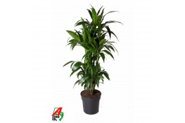 Dracaena fragr. janet craig vertakt