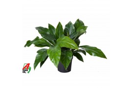 Anthurium ellipticum jungle bush