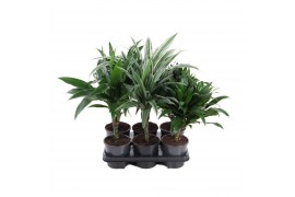 Dracaena mix stam