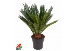 Cycas revoluta