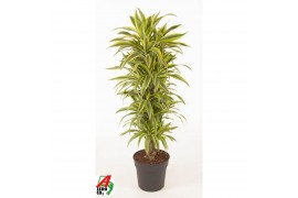 Dracaena fragr. der. lemon lime vertakt