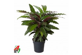 Calathea rufibarba wavestar