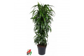 Dracaena fragr. hawaiian sunshine vertakt