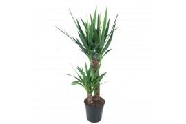 Yucca 60-30