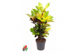 Codiaeum variegatum mrs iceton vertakt