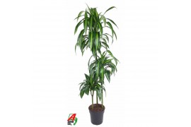 Dracaena fragr. hawaiian sunshine 90-60-30