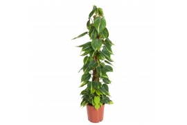 Philodendron scandens brasil mosstok