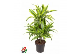 Dracaena fragr. der. lemon lime 45-carrousel