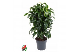 Dracaena fragr. compacta dorado 90-carrousel