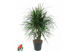 Dracaena marginata vertakt