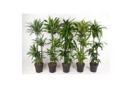 Dracaena mixkar deremensis mix 90-60-30-15