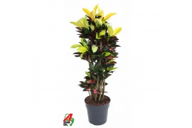 Codiaeum variegatum mrs iceton vertakt