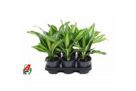 Dracaena fragr. burley