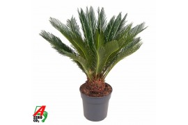 Cycas revoluta