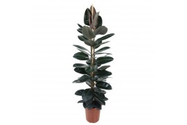 Ficus elastica abidjan Toef 2pp